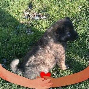 Meet your Posher, Athena